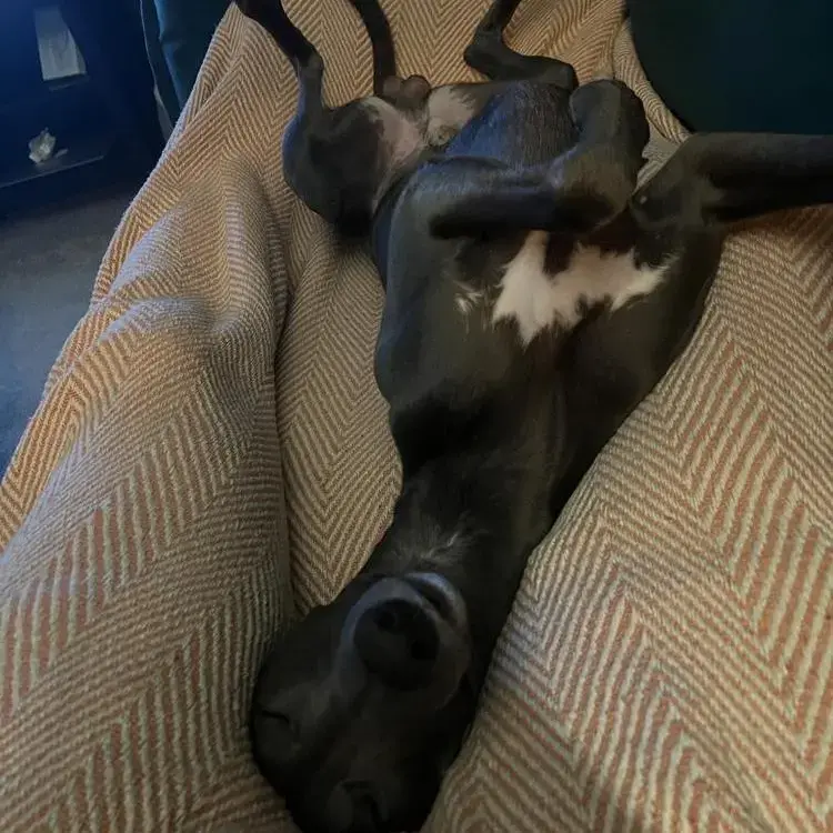 Whippet