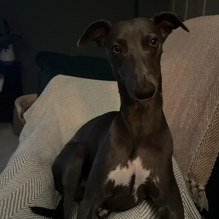 Whippet