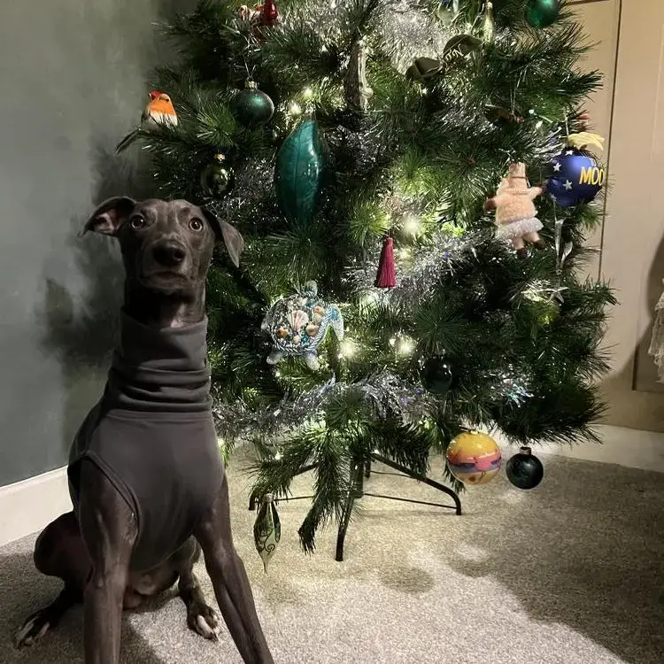 Whippet