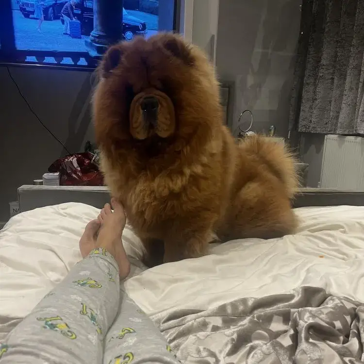 Chow Chow