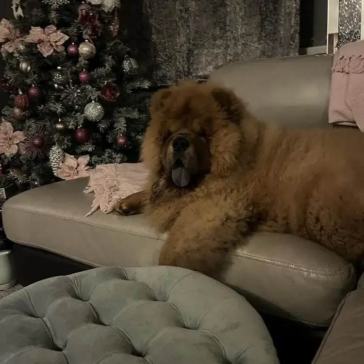 Chow Chow