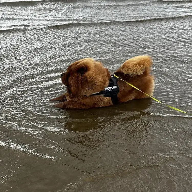 Chow Chow