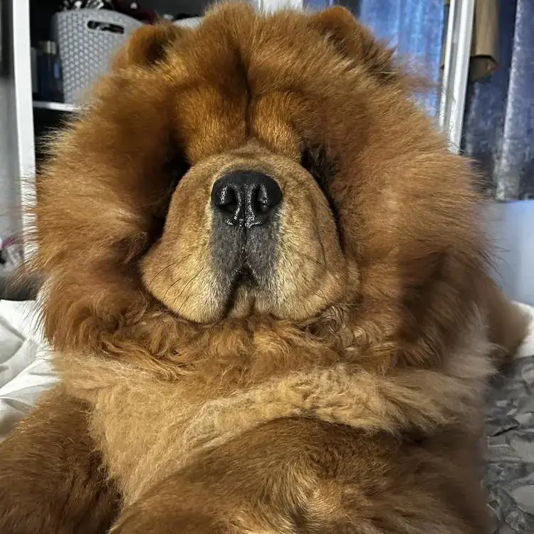 Chow Chow
