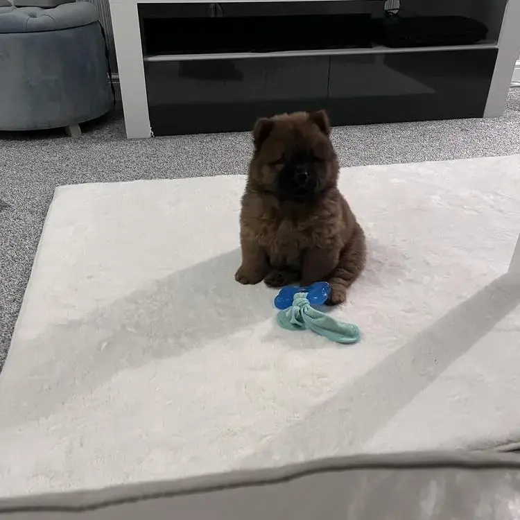 Chow Chow