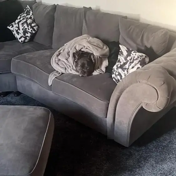 French Bulldog
