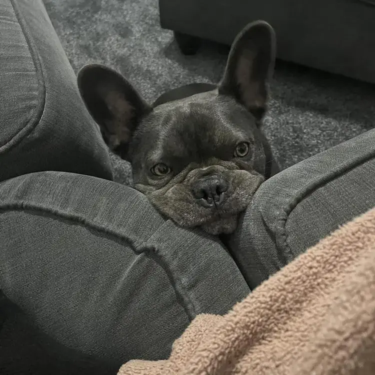 French Bulldog