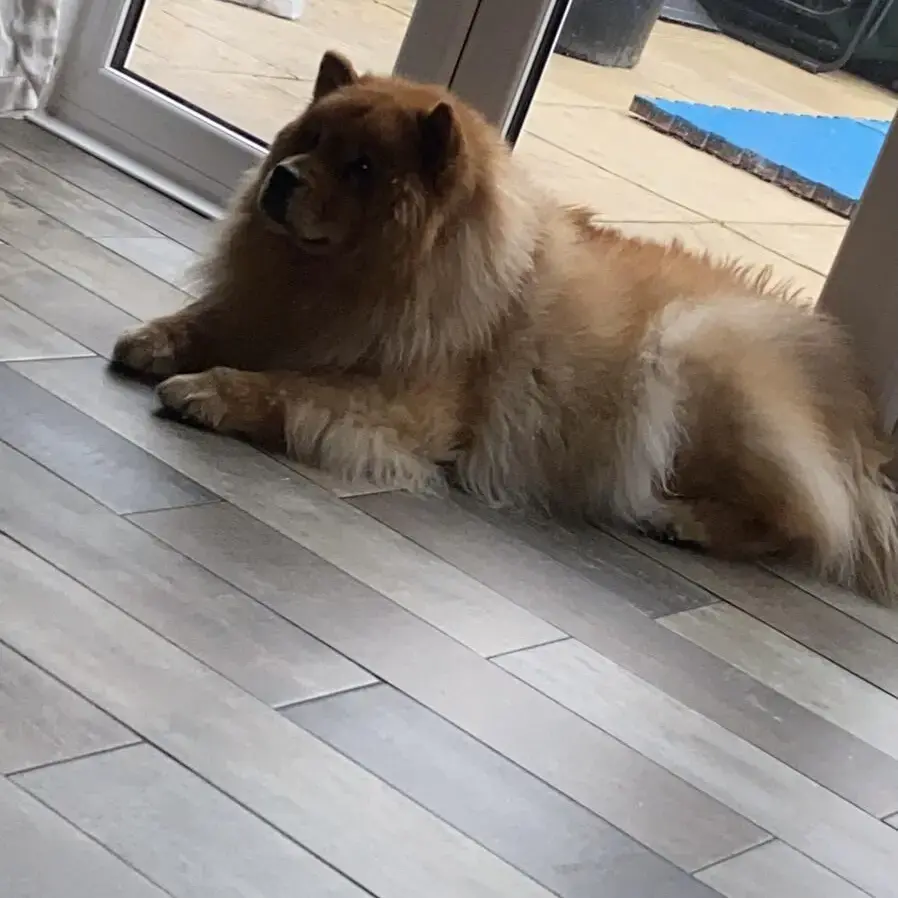 Chow Chow