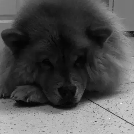 Chow Chow