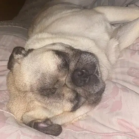 Pug