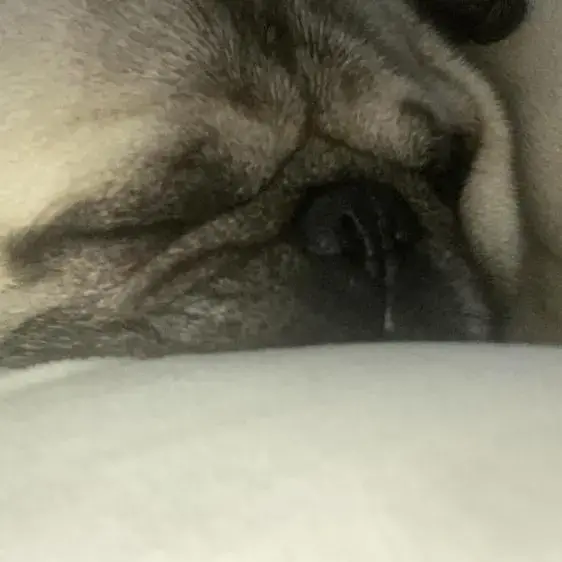 Pug