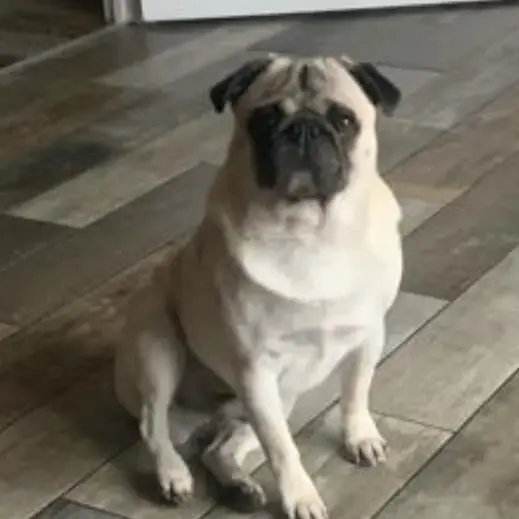 Pug