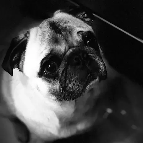 Pug