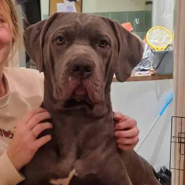 Mastiff