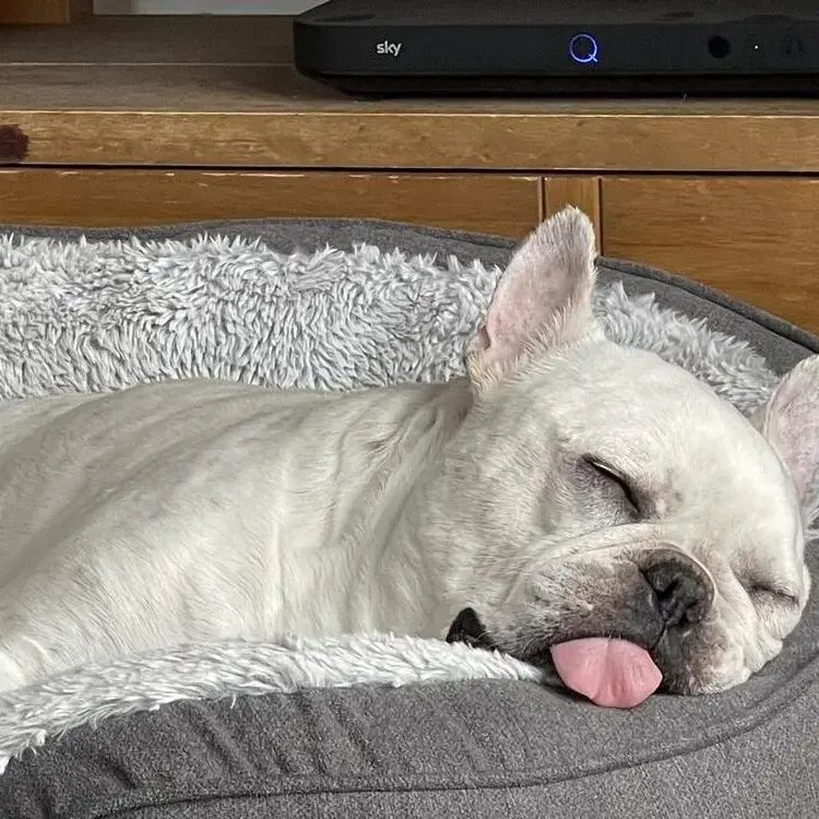 French Bulldog