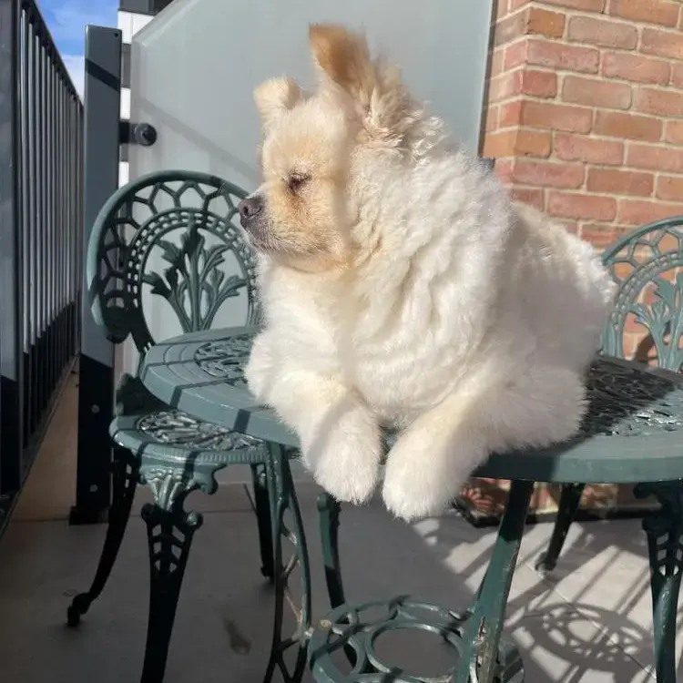 Pomeranian