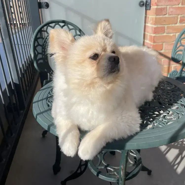 Pomeranian