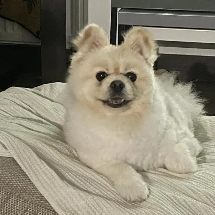 Pomeranian