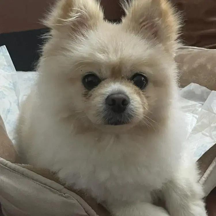 Pomeranian