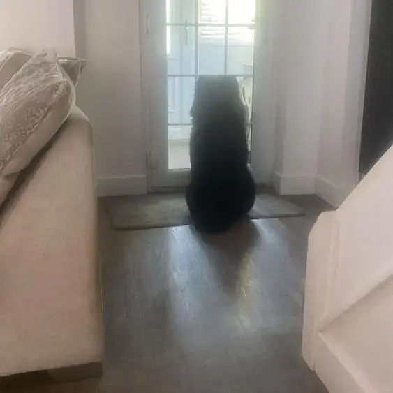 Chow Chow