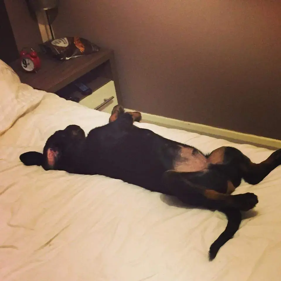 Rottweiler