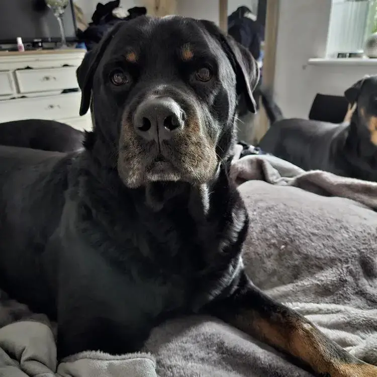 Rottweiler