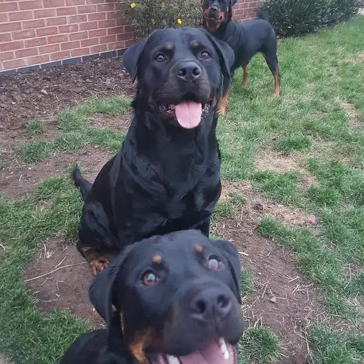 Rottweiler