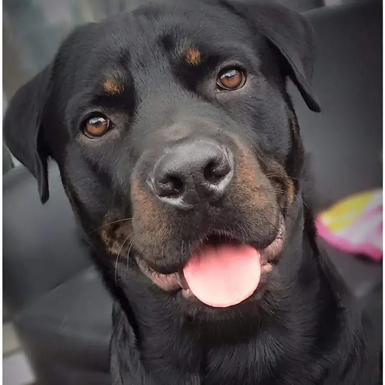 Purina rottweiler cheap