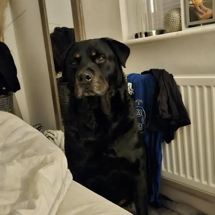 Rottweiler