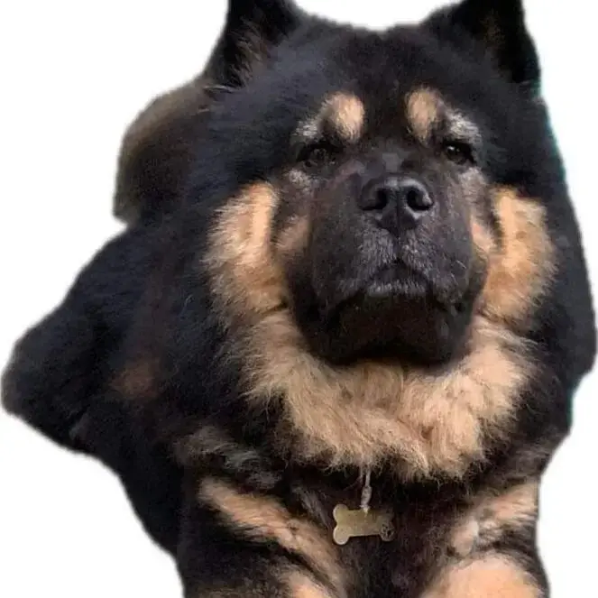 Chow Chow
