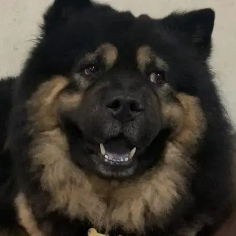 Chow Chow