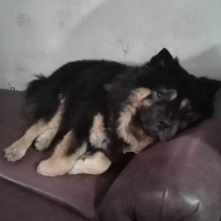 Chow Chow