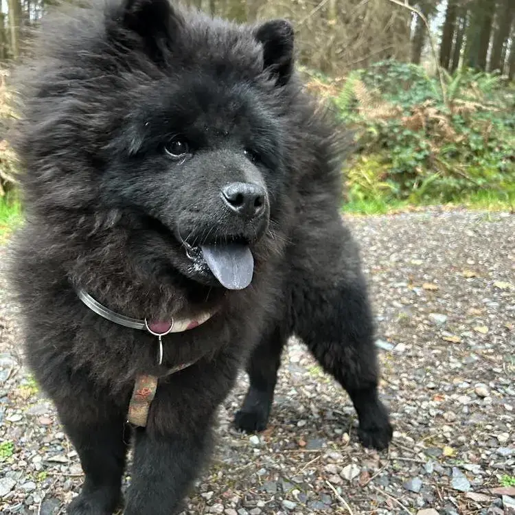 Chow Chow