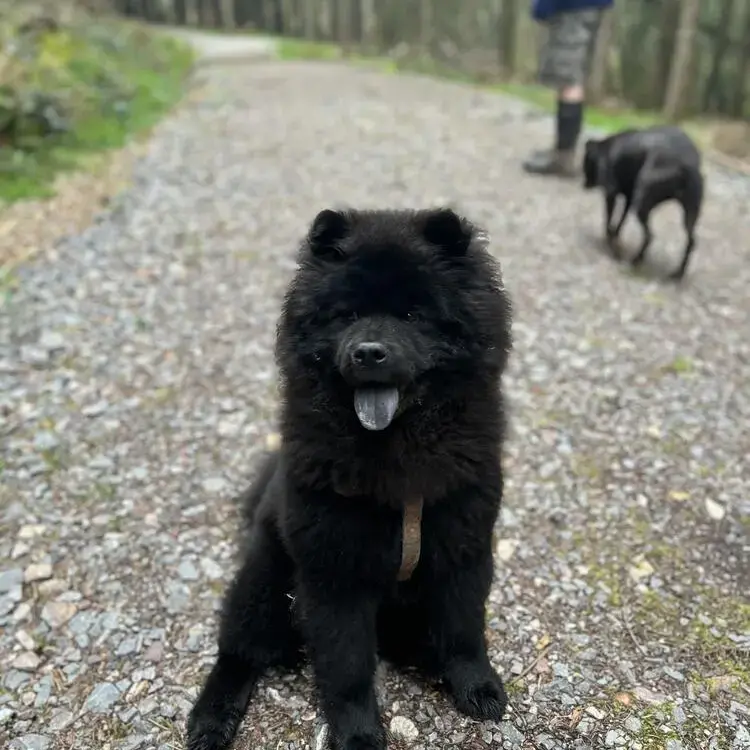 Chow Chow