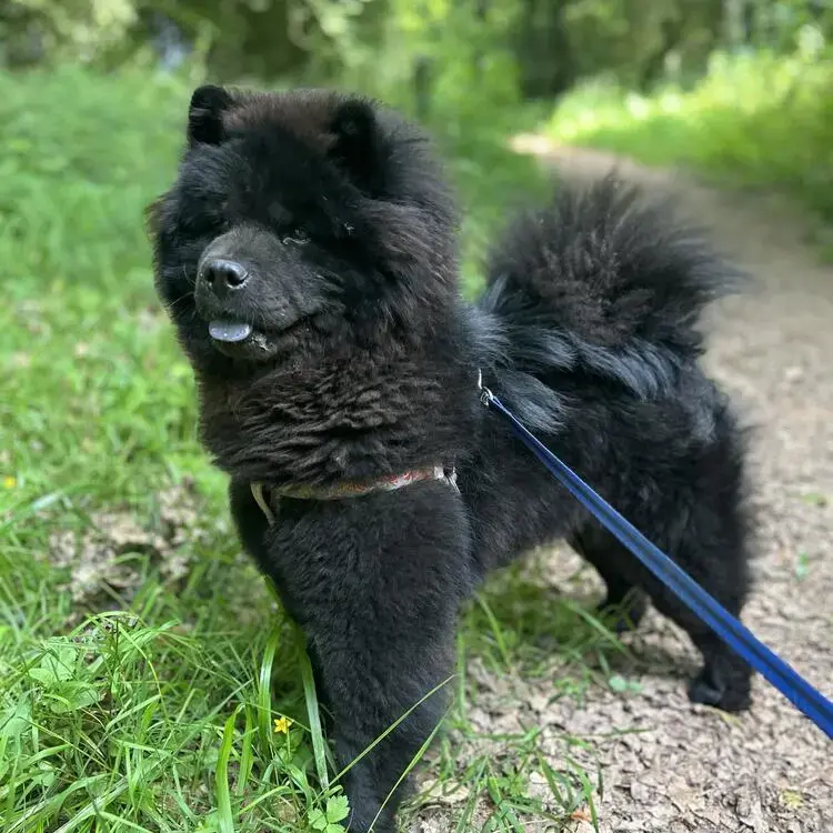 Chow Chow
