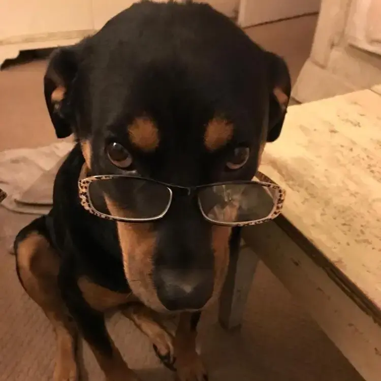 Rottweiler