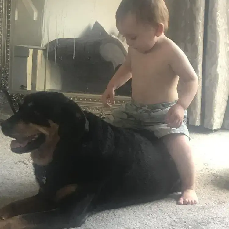 Rottweiler