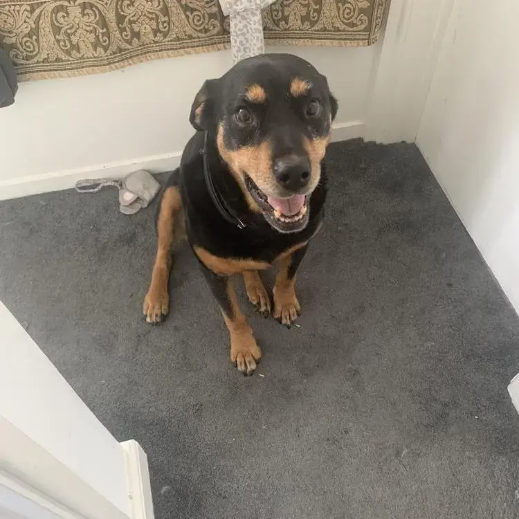 Rottweiler