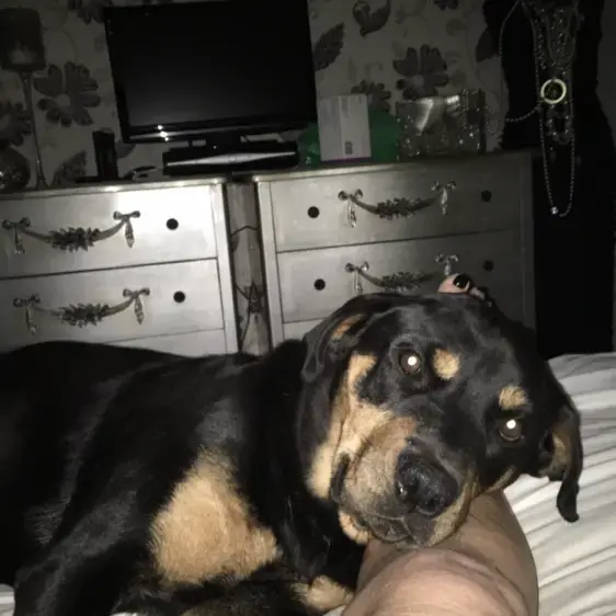 Rottweiler