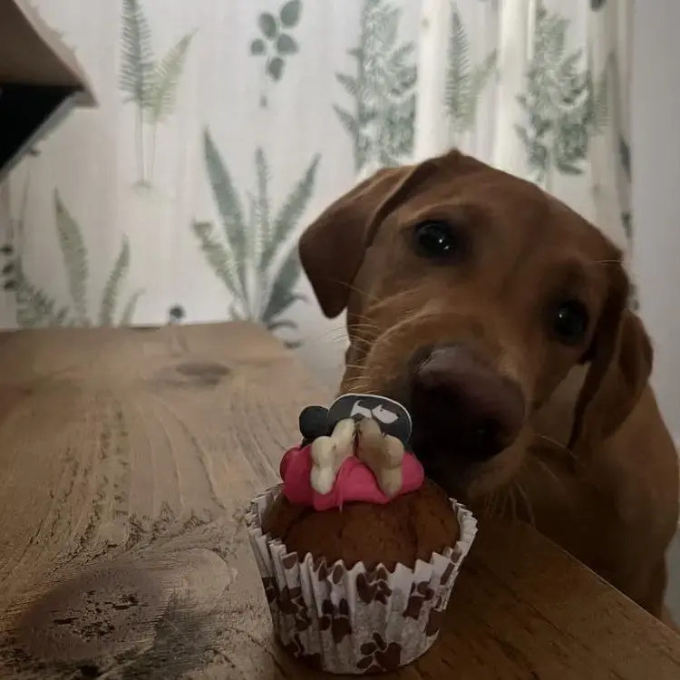 Labrador Retriever