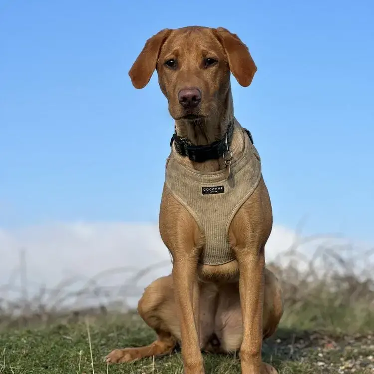 Labrador Retriever