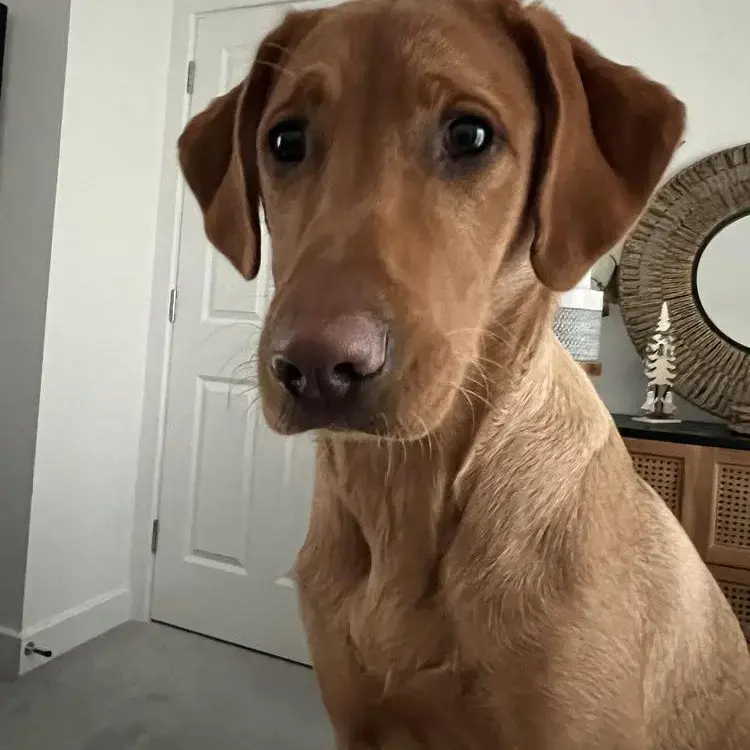 Labrador Retriever