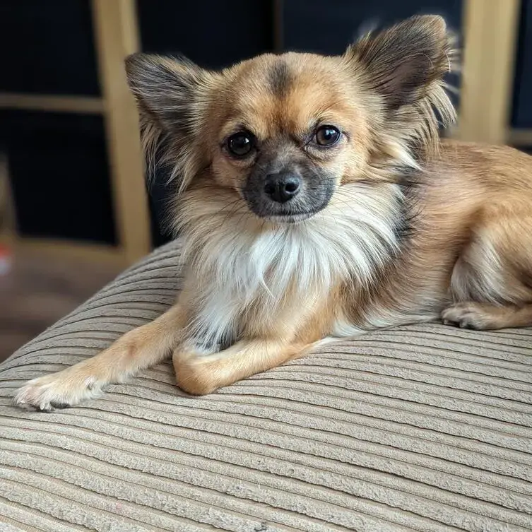 Chihuahua purina top