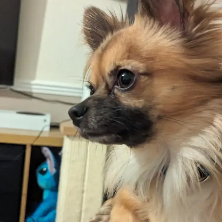 Chihuahua (Long Coat)