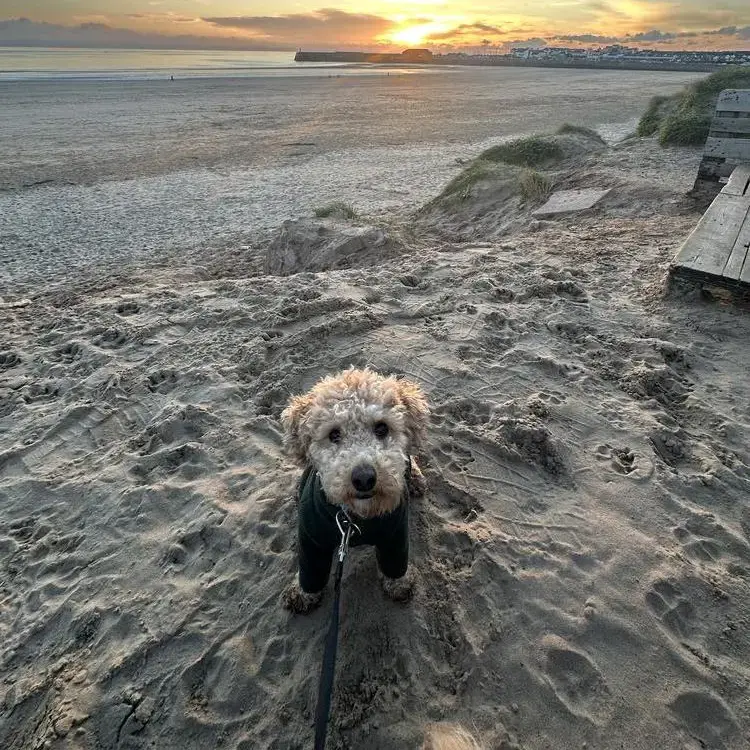 Poodle (Toy)