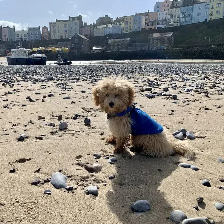 Poodle (Toy)