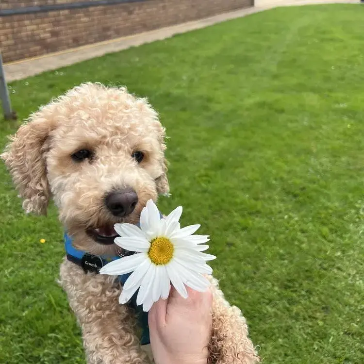 Poodle (Toy)