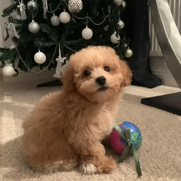 Poodle (Toy)