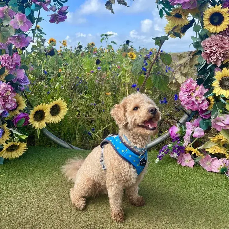 Poodle (Toy)
