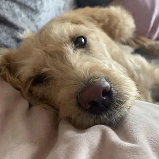 Goldendoodle