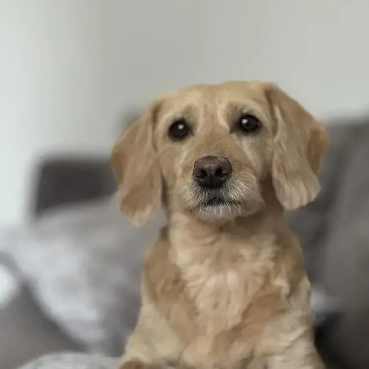 Goldendoodle